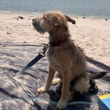 Entry image for Truman