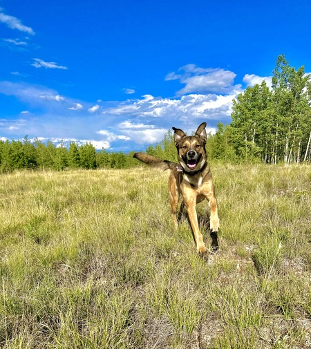 Entry image for Tallulah. Clicking this image will show a larger photo