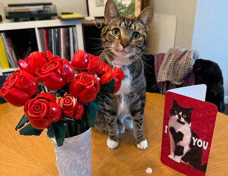 Entry image for Peter the Drama. Clicking this image will show a larger photo