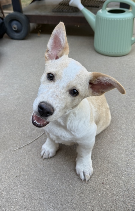 Entry image for Ryder. Clicking this image will show a larger photo