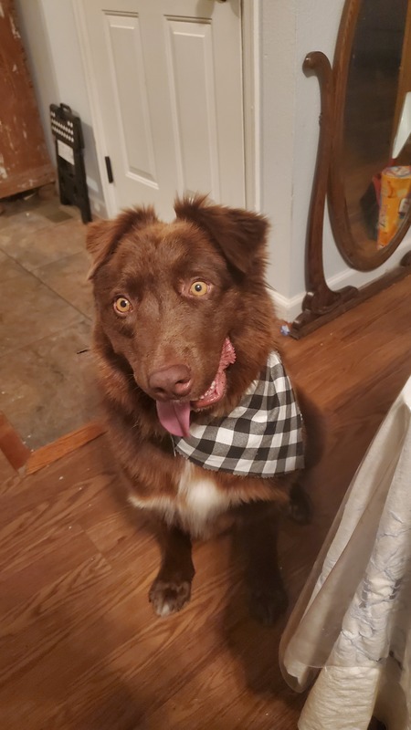 Entry image for Odie. Clicking this image will show a larger photo