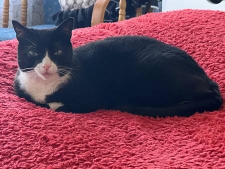 Entry image for Indy. Clicking this image will show a larger photo