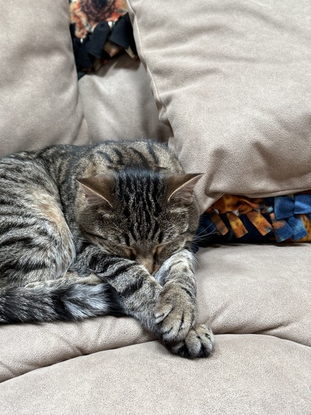 Entry image for Daniel Tiger. Clicking this image will show a larger photo