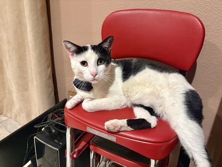 Entry image for Takoda . Clicking this image will show a larger photo