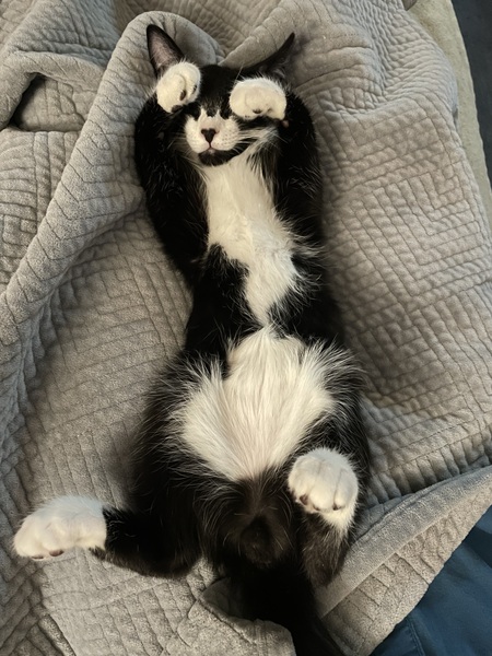 Entry image for Ned. Clicking this image will show a larger photo