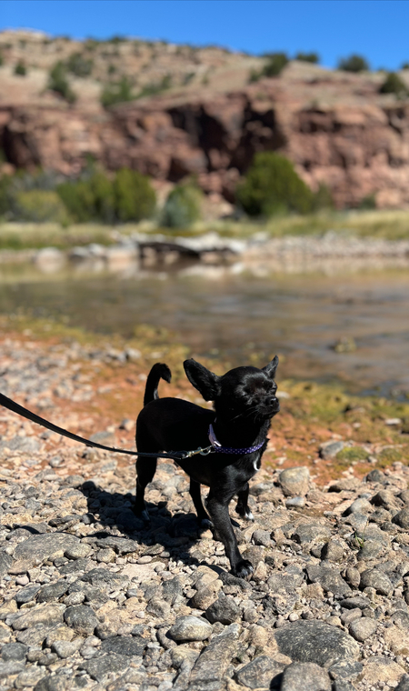 Entry image for Peach . Clicking this image will show a larger photo