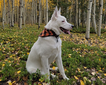 Entry image for Gandalf. Clicking this image will show a larger photo