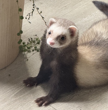 Entry image for Bandit . Clicking this image will show a larger photo