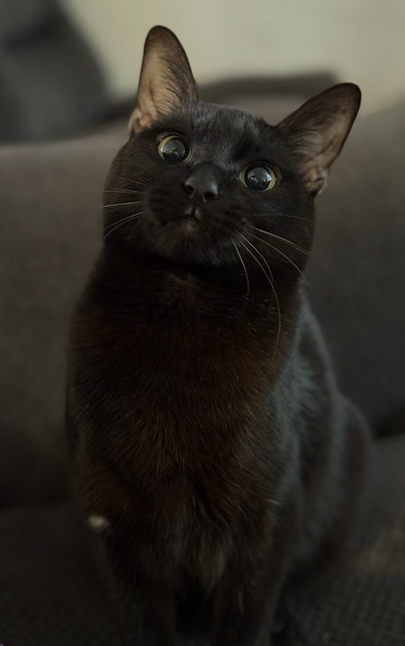 Entry image for Mavis. Clicking this image will show a larger photo