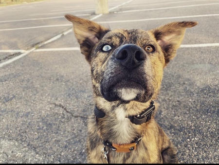 Entry image for Carson. Clicking this image will show a larger photo