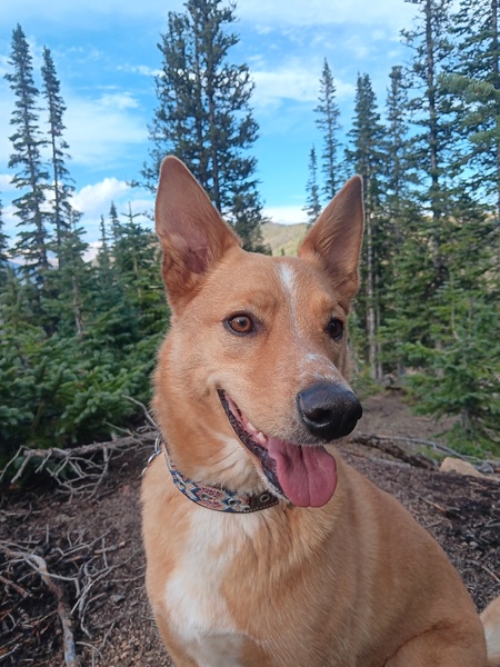 Entry image for Poblano!. Clicking this image will show a larger photo