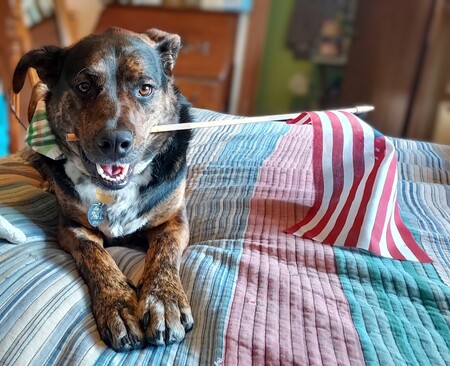 Entry image for Joe. Clicking this image will show a larger photo