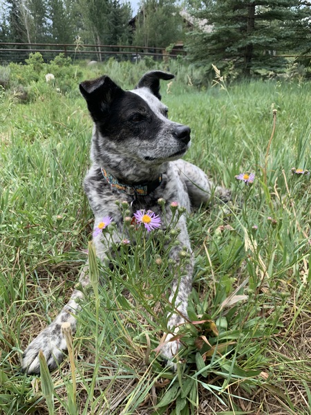 Entry image for Juniper. Clicking this image will show a larger photo