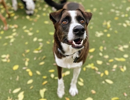 Entry image for Simon. Clicking this image will show a larger photo