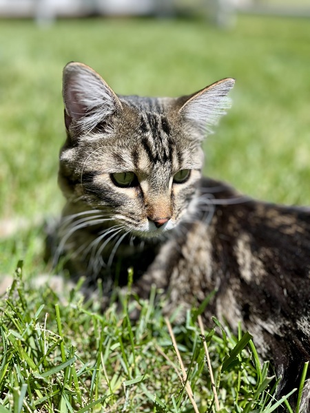 Entry image for Bandit. Clicking this image will show a larger photo