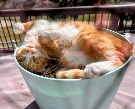 Entry image for Mango. Clicking this image will show a larger photo