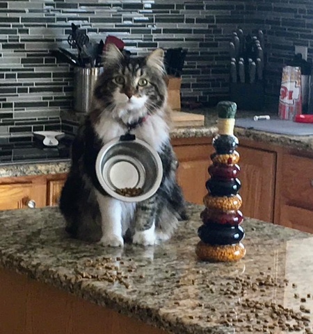 Entry image for Fluffy. Clicking this image will show a larger photo