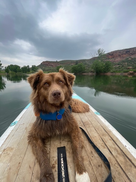 Entry image for Millie . Clicking this image will show a larger photo