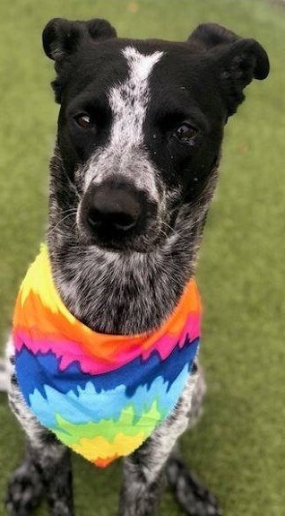 Entry image for Finley. Clicking this image will show a larger photo