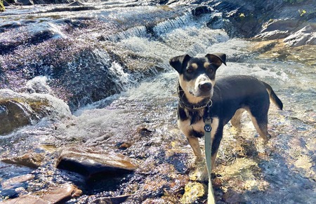 Entry image for Reese. Clicking this image will show a larger photo