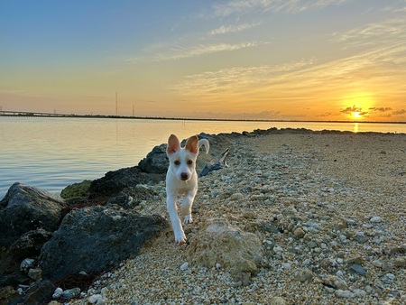 Entry image for Genoa "Ginny". Clicking this image will show a larger photo