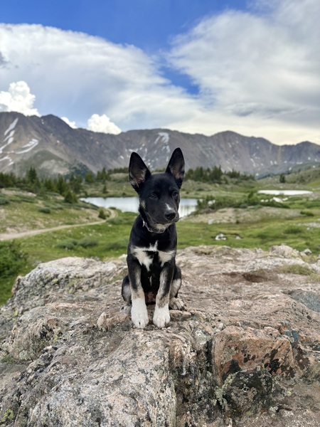 Entry image for Lupine. Clicking this image will show a larger photo