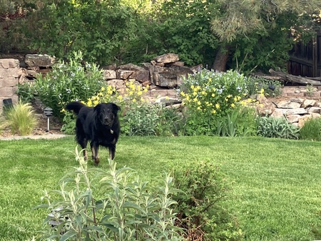 Entry image for Lucy. Clicking this image will show a larger photo