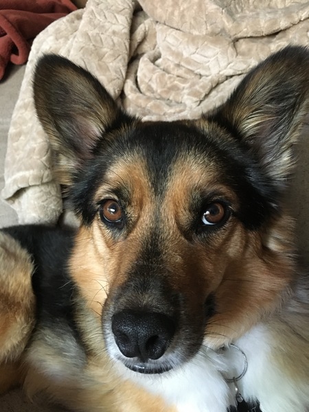 Entry image for Scout. Clicking this image will show a larger photo