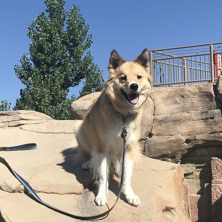 Entry image for Bode. Clicking this image will show a larger photo