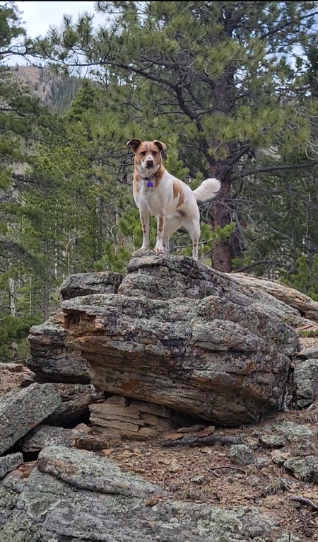 Entry image for Ruby. Clicking this image will show a larger photo