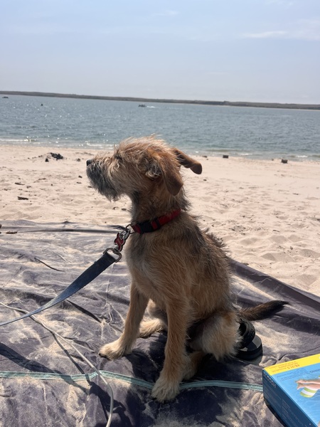 Entry image for Truman. Clicking this image will show a larger photo