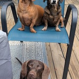 Entry image for Jasper, Wally, & Pretzel 