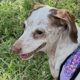 Entry image for Stretcheroux