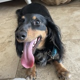 Entry image for Harrison Duckie