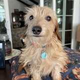 Entry image for Twinkie