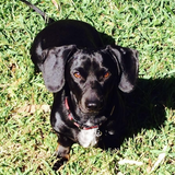 Entry image for Juju Kennon