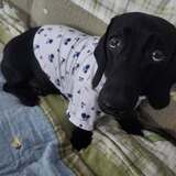 Entry image for Bruin 