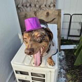 Entry image for Gussell