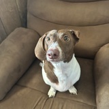 Entry image for Henry Louis 