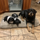 Entry image for Brooklyn, Eve, & Bear