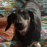 Entry image for Hansum Hank