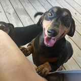 Entry image for Oliver