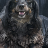 Entry image for Bailee