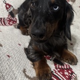 Entry image for Tobi