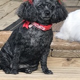 Entry image for Jasmine