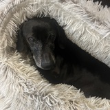 Entry image for Winston Churchill 