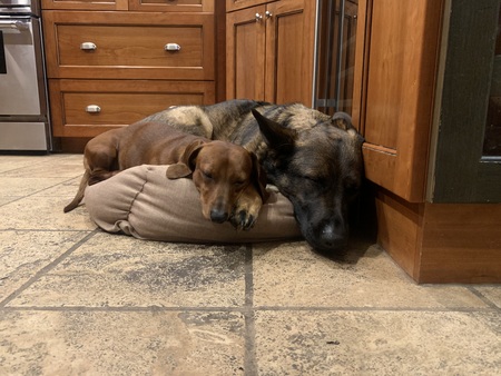 Entry image for Milo & Rosey. Clicking this image will show a larger photo