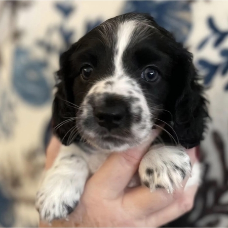 Entry image for Milo. Clicking this image will show a larger photo