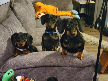 Entry image for Molly, Wally & Bo. Clicking this image will show a larger photo