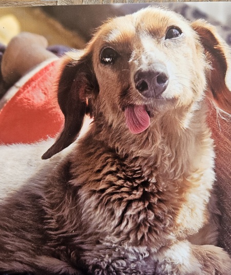 Entry image for Fonzi. Clicking this image will show a larger photo